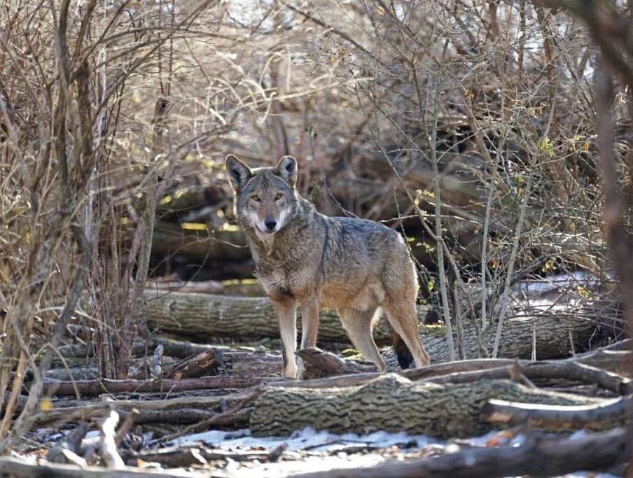 a wolf standing on a pile of logs in the woods